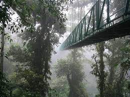 We did not find results for: Bridge Into The Clouds Cloud Forest Costa Rica Costa Rica Vacation Monteverde