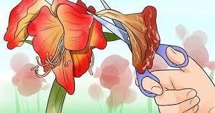 How To Get Amaryllis To Rebloom Amaryllis Plant Amaryllis Flowers Amaryllis Bulbs