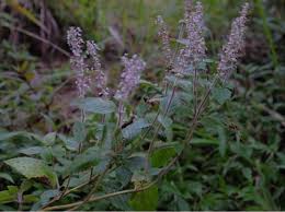 Image result for Platostoma sp. no. 2