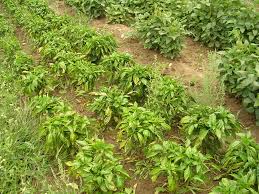 Image result for tomato seedling xanthomonas vesicatoria
