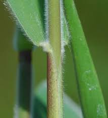 Image result for Dichapetalum deflexum