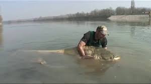 Sein hauptlebensraum ist das flussgebiet des amur. Biggest Fish Caught In Russia Gaint River Monster Video Dailymotion