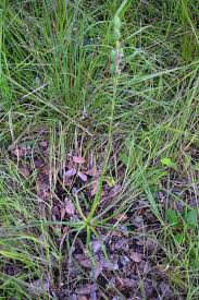 Image result for Aloe nuttii