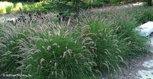 Karley Rose Is A Soft Pale Pink Flowering Grass That Blends Well In The Landscape Fountain Grass Backyard Plants Garden Fountains