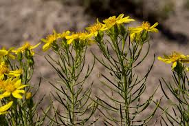 Image result for Senecio ruwenzoriensis