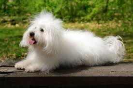 Snow white bolognese has bolognese puppies for sale throughout the year. Bolognese Dog Rescue