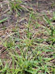 Image result for Cyperus sphacelatus