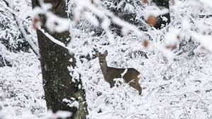Wie wird das wetter im winter 2015? Es Wird Kalt Kommt Am Wochenende Der Erste Schnee