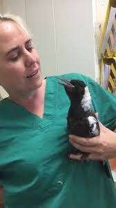 I don't know why, but now I want to listen to this lady beatbox in magpie