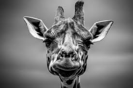 Resultado de imagen de fotos de animales en peligro de extinción