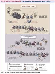 Maybe you would like to learn more about one of these? Epigenetics In Cardiac Hypertrophy And Heart Failure Sciencedirect