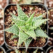 Image result for Aloe plowesii
