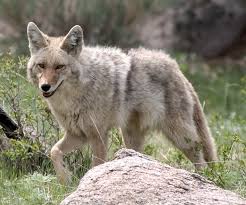 The gray wolf (canis lupus), popularly called the loafer or the lobo, once flourished in texas but is now practically extinct there. Urban Coyotes City Of Pearland Tx