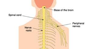 The bursa is a small sac of fluid that cushions and. Nerves Of The Chest And Upper Back Anatomy Of The Nerves Of The Chest And Upper Back Anatomy Medicine Com