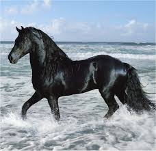اجمل صور خيول عربية أصيلة صور حصان خلفيات للجوال فوتوجرافر