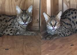 We have one f6 female kitten available now. Alpine Big Cat Exotic Animal Sanctuary Rescues African Servals Kpbs