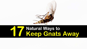 This goes for your outdoor cans as well—if the ones outside your home are open, gnats can feast on rotten food and enter check doors and windows—if you notice gnats outside your home, check all of your doors. 17 Natural Ways To Keep Gnats Away
