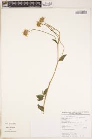 Image result for Senecio maranguensis