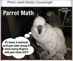Parrot Math Funny Parrots Parrot Funny Birds