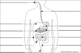 Label Digestive System Diagram Printout Simple Version Enchantedlearning Com