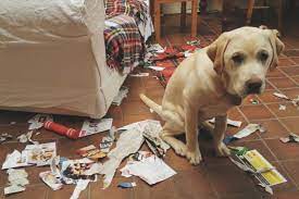 How Does Your Dog Apologize For Being Naughty Dogspot In