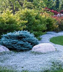 10 X Isotoma Fluviatilis Winterhart Staude Bodendecker Blauer Bubikopf Gaudich Bodendecker Bodendecker Winterhart Pflanzen