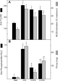 Prior to coming to the bar, kathy was a partner in a personal injury law firm. Myosin Light Chain Kinase Activation And Calcium Sensitization In Smooth Muscle In Vivo Abstract Europe Pmc