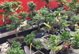 Standard delivery (next working day or choose your delivery date). Indoor Bonsai Trees Aylett Nurseries Visit Ayletts Garden Centre For All Your Gardening Needs