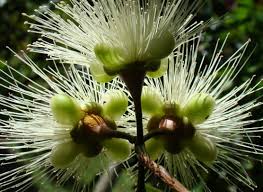 The shrub holds more than 100 tiny pink rose flowers. Rose Apple Growing Wax Apple Guide Agri Farming