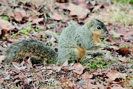 Tree Squirrels Identification And Management Pests In The