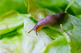 We did not find results for: Wash Your Raw Veggies People Because Slugs Can Make You Sick Cdc Warns