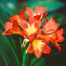 I 'squish' open the outside membrane and put the seeds on the top of potting mix, pressing them in very slightly. Clivia Orange