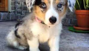 Australian shepherd mix puppies ohio. Corgi Australian Shepherd Mix For Sale Petsidi