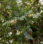 Image result for Harrisonia