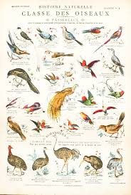 Vintage School Chart French 1900 Birds Classifications