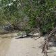 Ecowalk: Magnificent Mangroves event in Englewood, FL