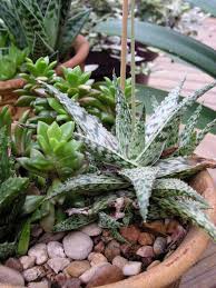 Aloe Doran Black Cacti And Succulents Landscaping With Fountains Planting Flowers