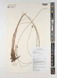 Image result for Cyperus pectinatus