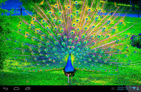 images