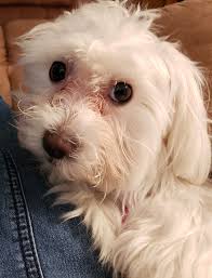 A German Shepherd, Golden Retriever and a Corgi all died and are standing  in front of God. God asks all three of them what they believe in. The  German Shepherd replies: "I