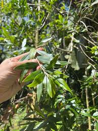 Image result for Psydrax martinii