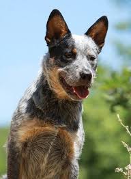 The compact but muscular australian cattle dog, also called blue heeler or queensland heeler, is related to australia's famous wild dog, the dingo. Australian Cattle Dog Hund Wesen Erziehung Und Eigenschaften Australian Cattle Dog Tiere Hunde