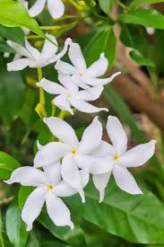 Image result for Tabernaemontana