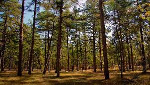 The Pine Barrens Another Side Of New Jersey Princeton Magazine