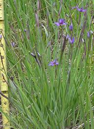 Image result for Cyphostemma montanum