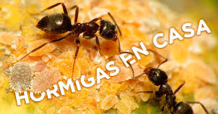 Cómo eliminar hormigas en casa. Hormigas En Casa