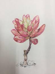Succulent Plants Drawing How to draw a water lily and pad. succulent plants drawing