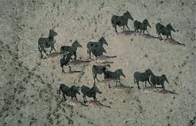 But actually the dark outlines are the beasts' shadows. National Geographic S Shadow Zebras Illusion
