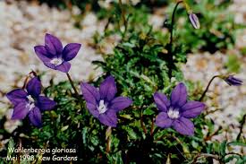 Lower leaves opposite or alternate, broad or narrow Photo Wahlenbergia Gloriosa Wahlenbergia Album Nora Goosen