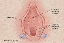 You can have a bartholin's cyst and not have symptoms, but a cyst may grow so that you feel a lump near the opening of your vagina. Bartholin Cyst Ayurvedic Aspect And Herbal Treatment